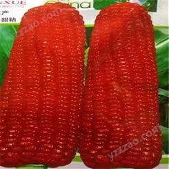 欢乐果园 彩色玉米加工厂 黑玉米 长期出售