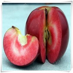欢乐果园 红肉苹果基地 精品红肉苹果 苗圃培育