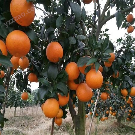 欢乐果园 无核化渣果冻橙出售 果冻橙柑橘苗 