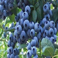 欢乐果园 大棚蓝莓苗出售 绿宝石蓝莓苗 欢迎致电