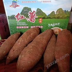 山 东地瓜红薯新鲜出售软糯香甜储存阴凉干燥处或冷藏