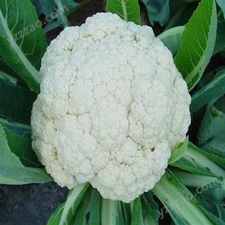 白面青梗花菜 食用农产品绿花菜 清脆可口 营养丰富
