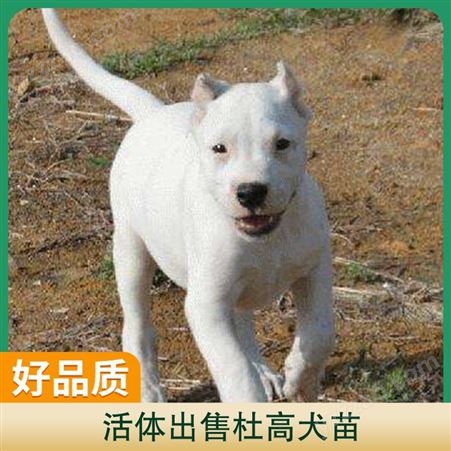活体出售杜高犬苗 体高55cm 公母均有 数量888 毛色白色