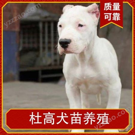 杜高犬苗养殖 体长110cm 毛色白色 体高55cm 动物种类犬类