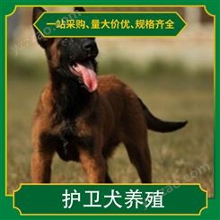 护卫犬养殖 品种拉布拉多犬 别名黑背 颜色黄色 体重35cm